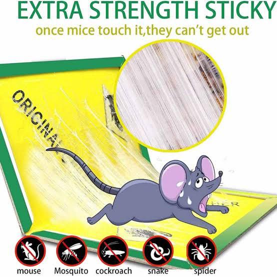 MOUSE GLUE TRAPS
