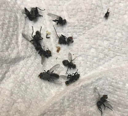 CYPERGUARD (DENGUE KILLER)