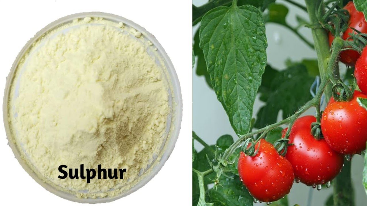 Sulphur 80% wdg