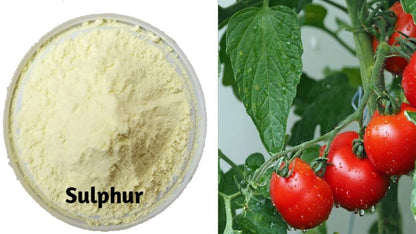 Sulphur 80% wdg