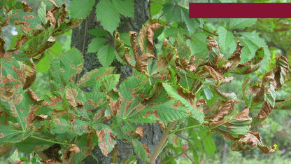 GROW + (NUTRIENT FOR PLANTS)